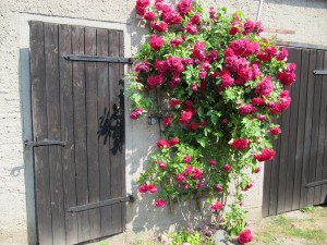 Hof Sommer